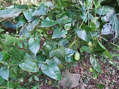 Aristolochia sempervirens