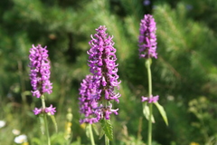 Betonica officinalis