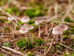 Mycena vinacea