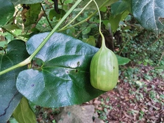 Aristolochia sempervirens