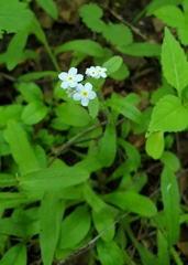 Myosotis sylvatica