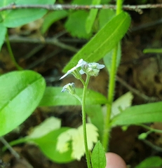 Myosotis sylvatica