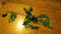 Croton verreauxii