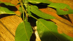 Croton verreauxii