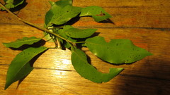 Croton verreauxii