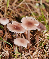 Mycena vinacea