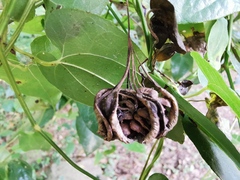 Aristolochia sempervirens