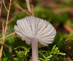 Mycena vinacea