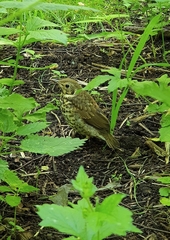 Turdus philomelos