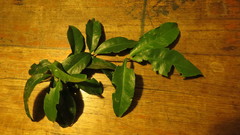 Denhamia celastroides