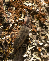 Agriotes fucosus