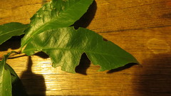 Denhamia celastroides