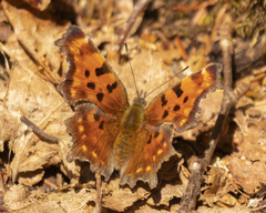 Polygonia faunus image