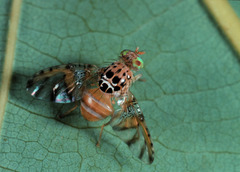 Ceratitis argenteobrunnea