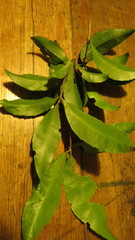 Denhamia celastroides