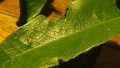 Denhamia celastroides