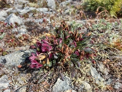 Pedicularis ochotensis