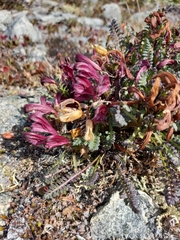 Pedicularis ochotensis