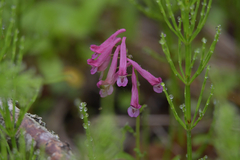 Corydalis buschii