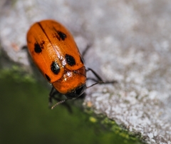 Coptocephala pallens