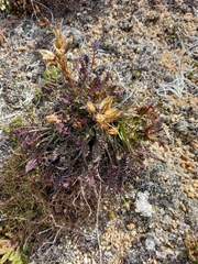 Pedicularis ochotensis
