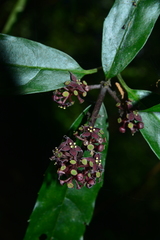 Aucuba chinensis