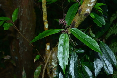 Aucuba chinensis