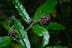 Aucuba chinensis