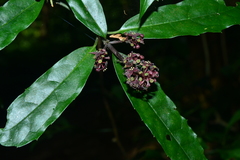Aucuba chinensis