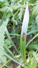 Denticollis linearis