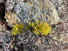 Diphasiastrum complanatum