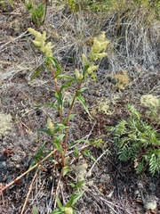 Koenigia tripterocarpa