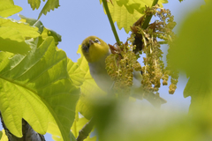 Zosterops erythropleurus