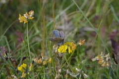 Polyommatus bellargus