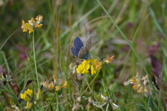 Polyommatus bellargus