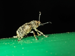 Phloeobius