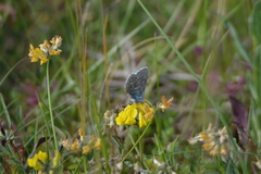 Polyommatus bellargus