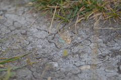 Polyommatus bellargus