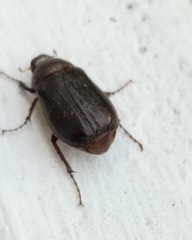 Aplidia transversa transversa