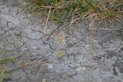 Polyommatus bellargus