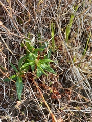Koenigia tripterocarpa