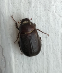 Aplidia transversa transversa