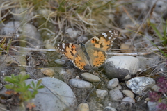 Vanessa cardui