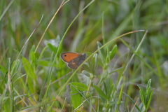 Coenonympha pamphilus