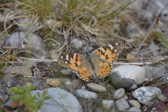 Vanessa cardui