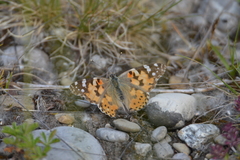 Vanessa cardui