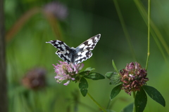 Melanargia galathea