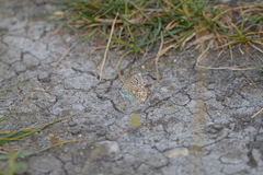 Polyommatus bellargus