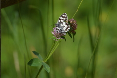 Melanargia galathea
