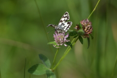 Melanargia galathea
